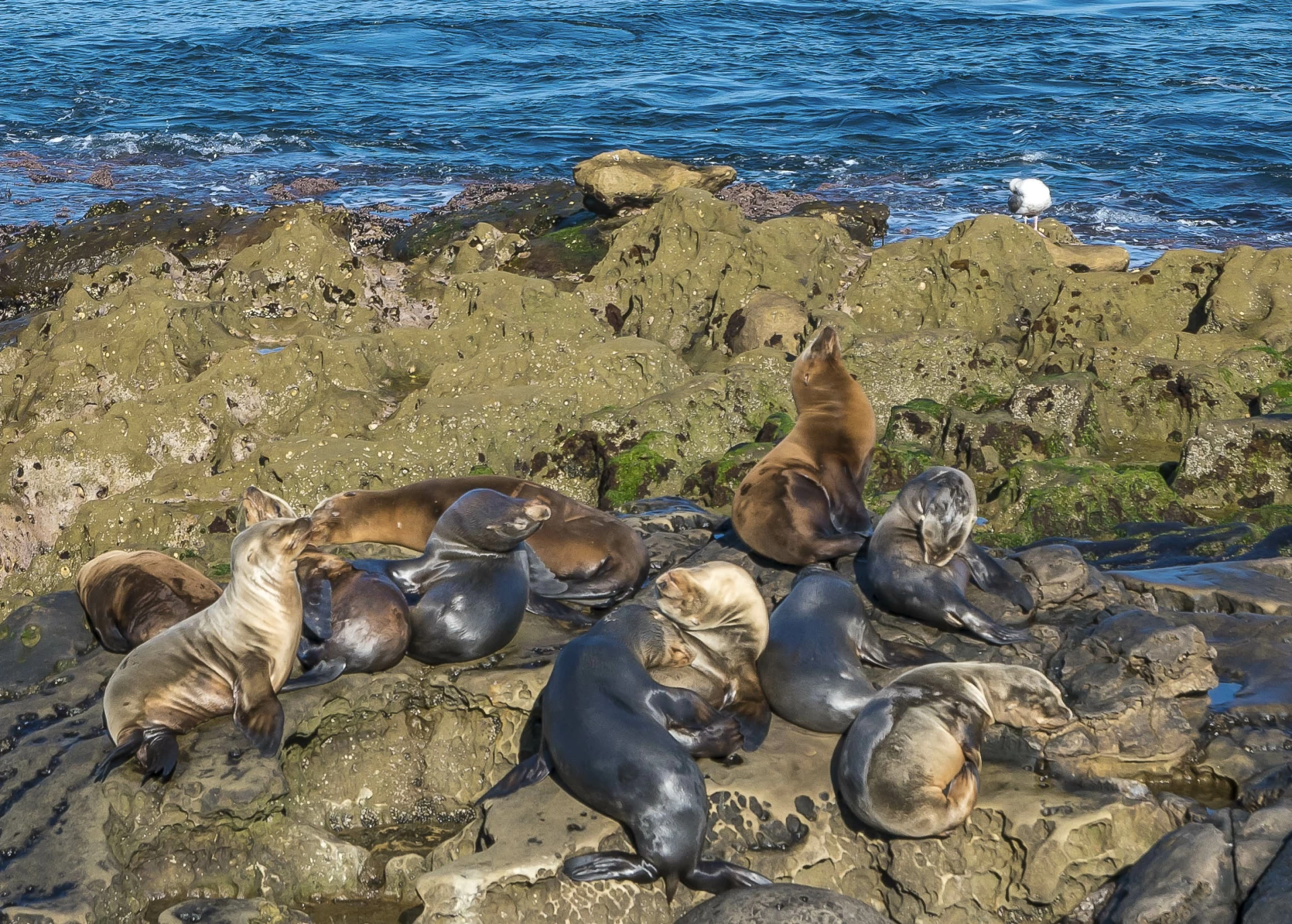 Sea lions huddle up on the rocks at La Jolla Cove, one of my favorite animal encounters in San Diego.