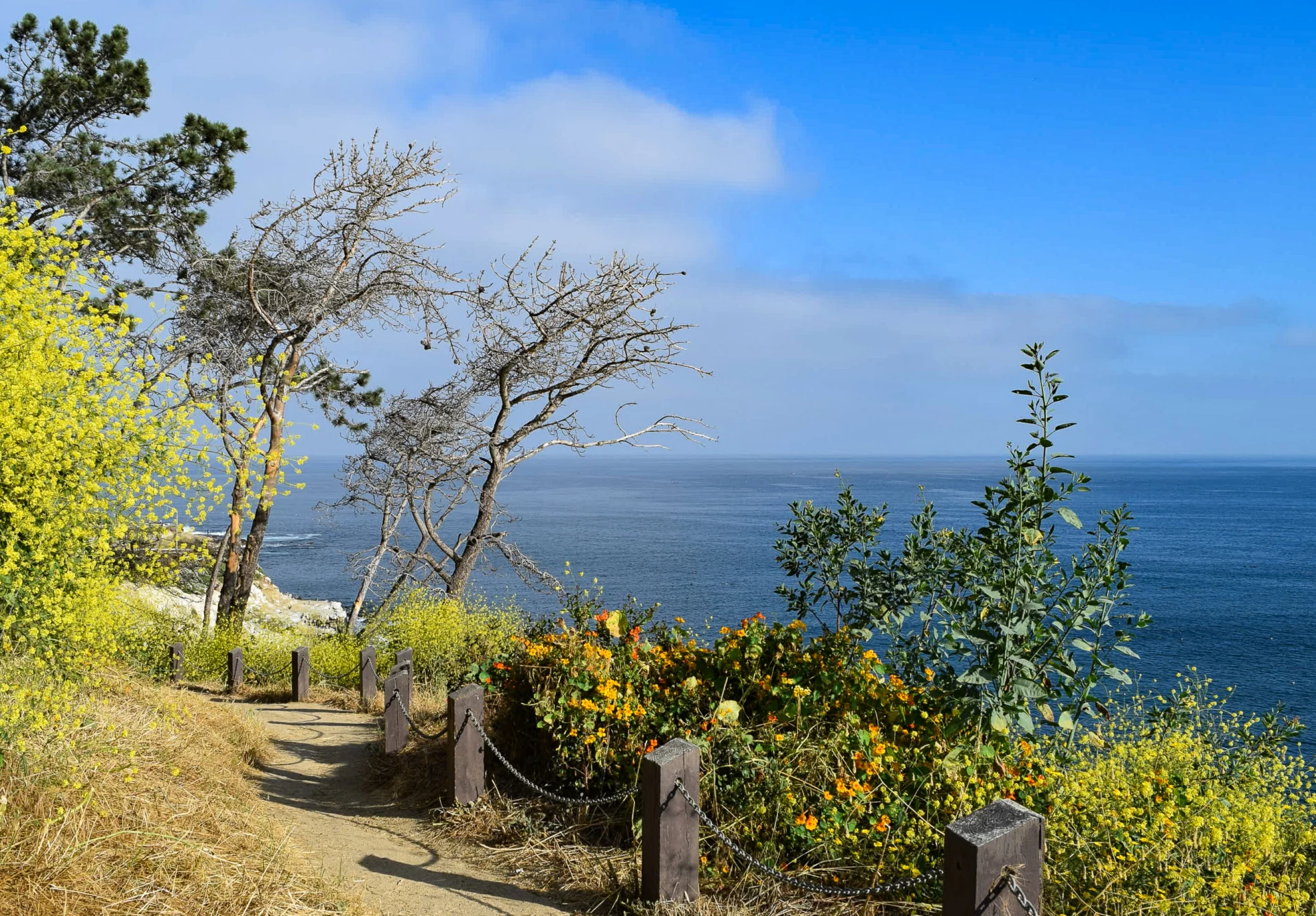 Wildflowers bloom near the La Jolla Coast Walk Trail on a sunny day.