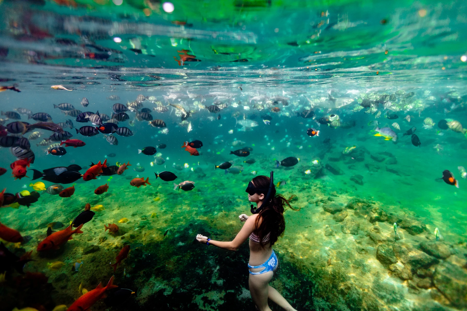 A woman snorkels surrounded by tropical fish in Kings Pond at Four Seasons Hualalai.