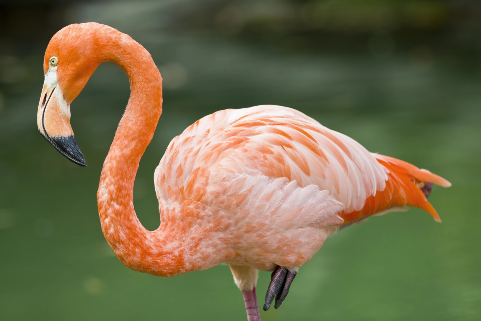 A pink flamingo with a green blurred background at Columbus Zoo.