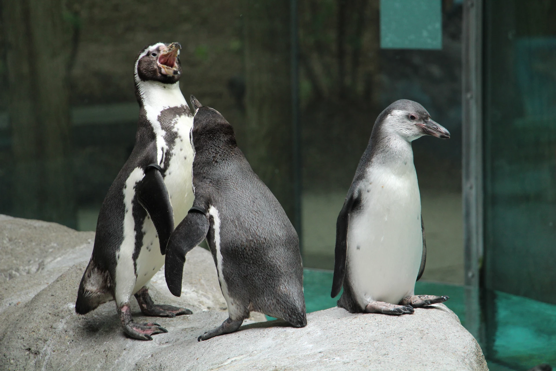 Magellanic penguins in an exhibit at Columbus Zoo and Aquarium.