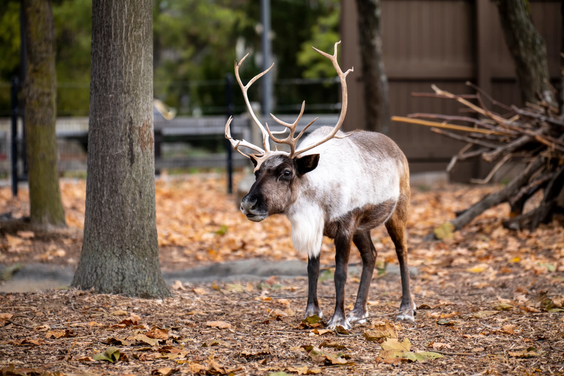 Reindeer at Columbus Zoo.