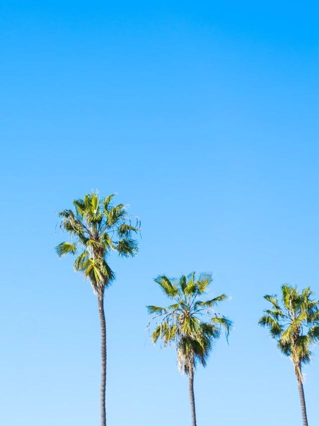 Palm trees in La Jolla