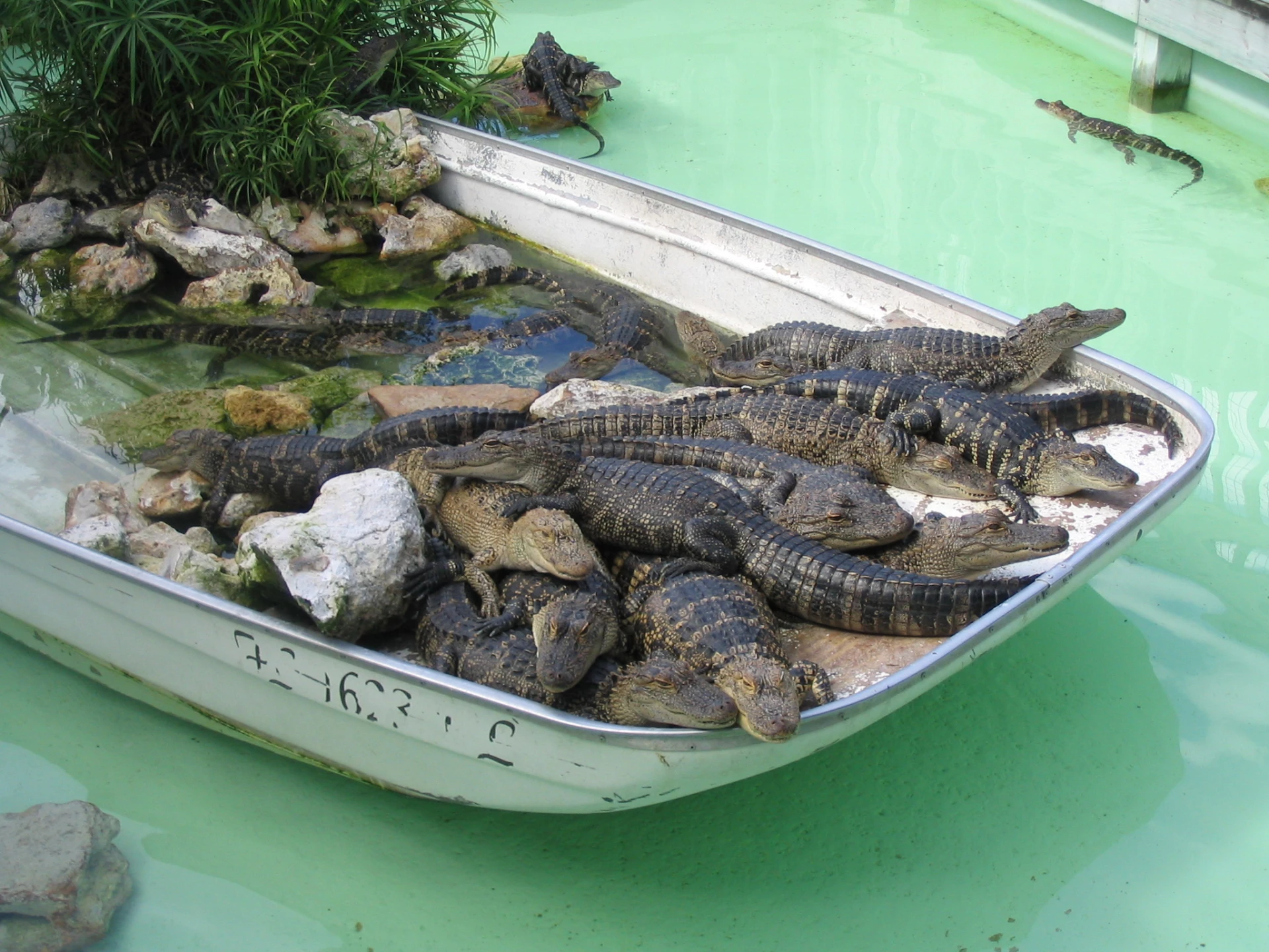 Pequenos jacarés em um barco no Gatorland Orlando.